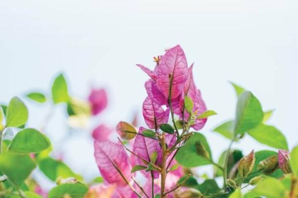 The Fruit of Tenderness | An Excerpt from Training in Tenderness