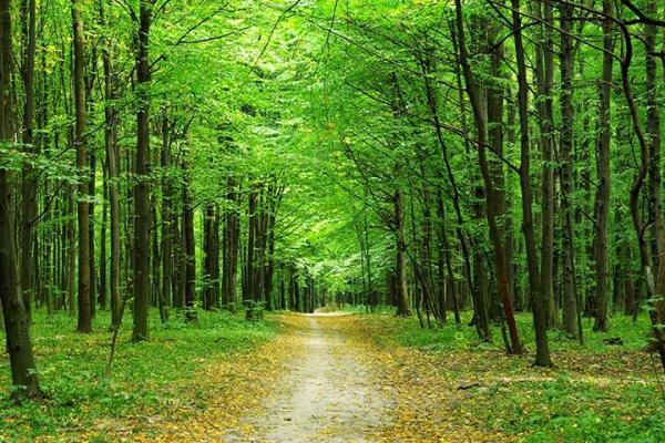 Sacred Are the Trees