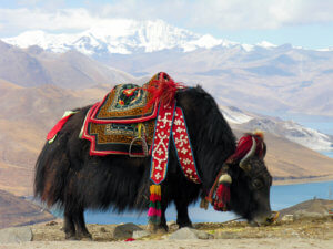 Himalayan region, Tibetan Plateau, long-haired bovinae Yak, finalist in Picture of the Year 2012., 