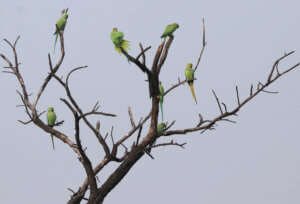 Flock of green parrots