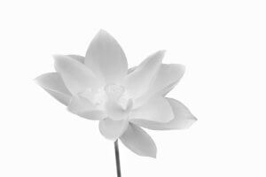 Buddhist symbolism the lotus is symbolic of purity of the body, speech, and mind
