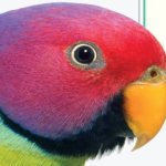 Hidden Treasure - Untrain Your Parrot