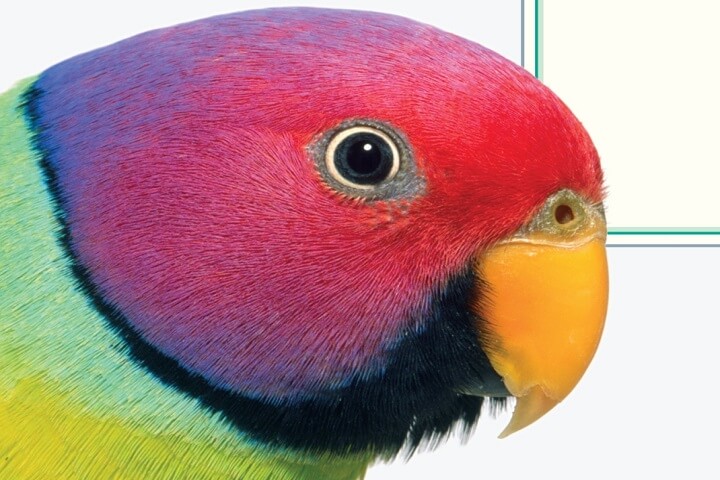 Hidden Treasure – Untrain Your Parrot