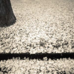 ginko_1 practice of mindful photography