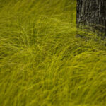 grass practice of mindful photography