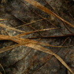 Photo of dead leaves or plants practice of mindful photography