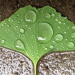 leaf_with_rain_e practice of mindful photography