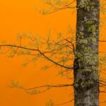 tree_against_an_orange_building-0523 practice of mindful photography