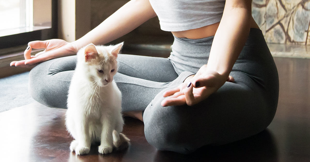 Yoga with cat