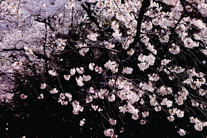 This Deepest Self | An Excerpt from The Truth of This Life