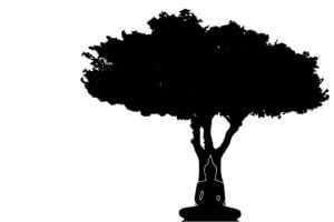 Buddhism are the Anandabodhi tree in Sravasti and the Bodhi tree