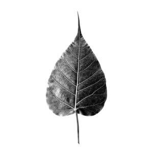 Buddhism are the Anandabodhi tree in Sravasti and the Bodhi tree