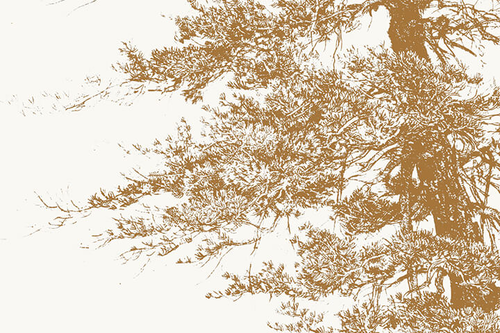 Called by Alders | Conversations with Trees
