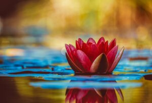 lotus