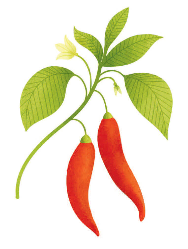 habanero