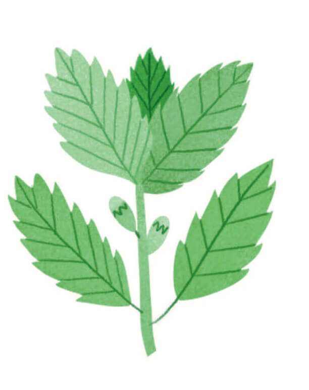lemon-balm