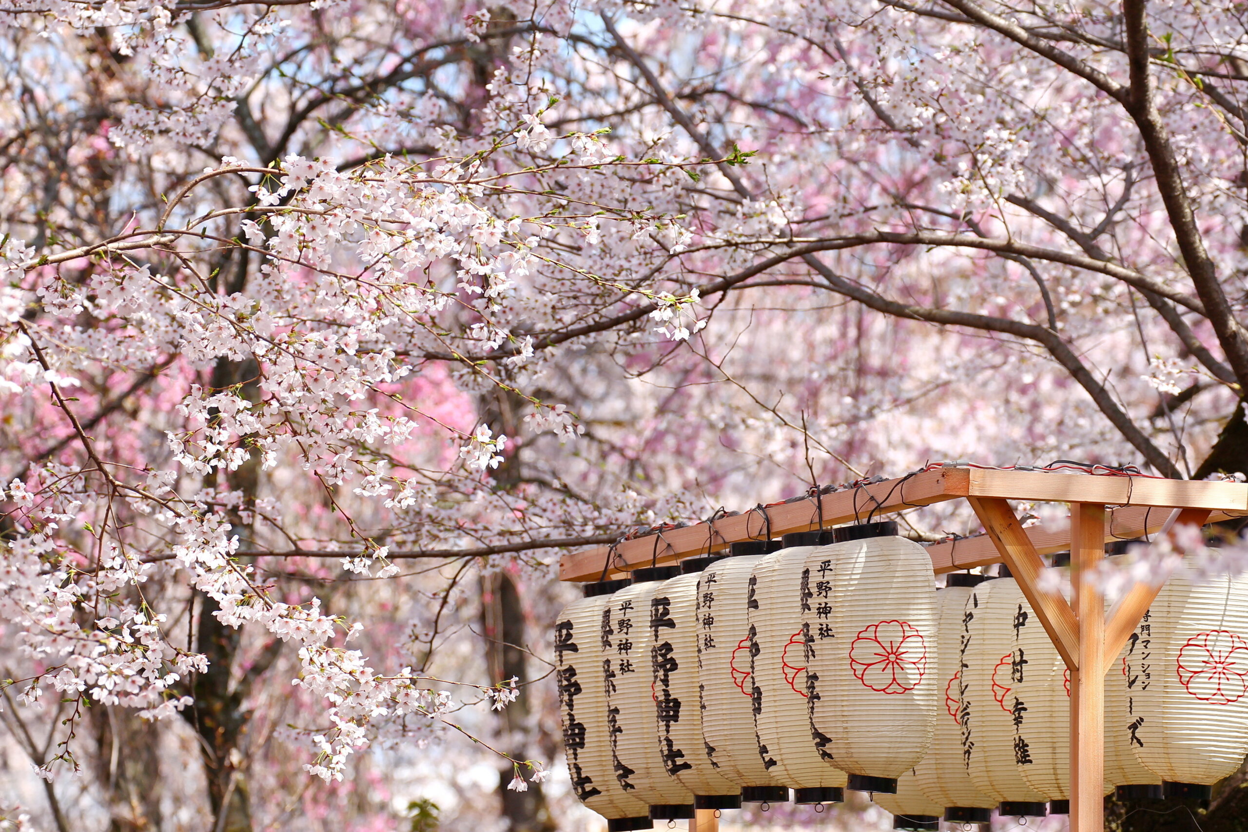 Сакура сейчас. Япония Сакура Ханами. Сакура черри блоссом. Цветение Сакуры в Японии сады. Киото цветение Сакуры.