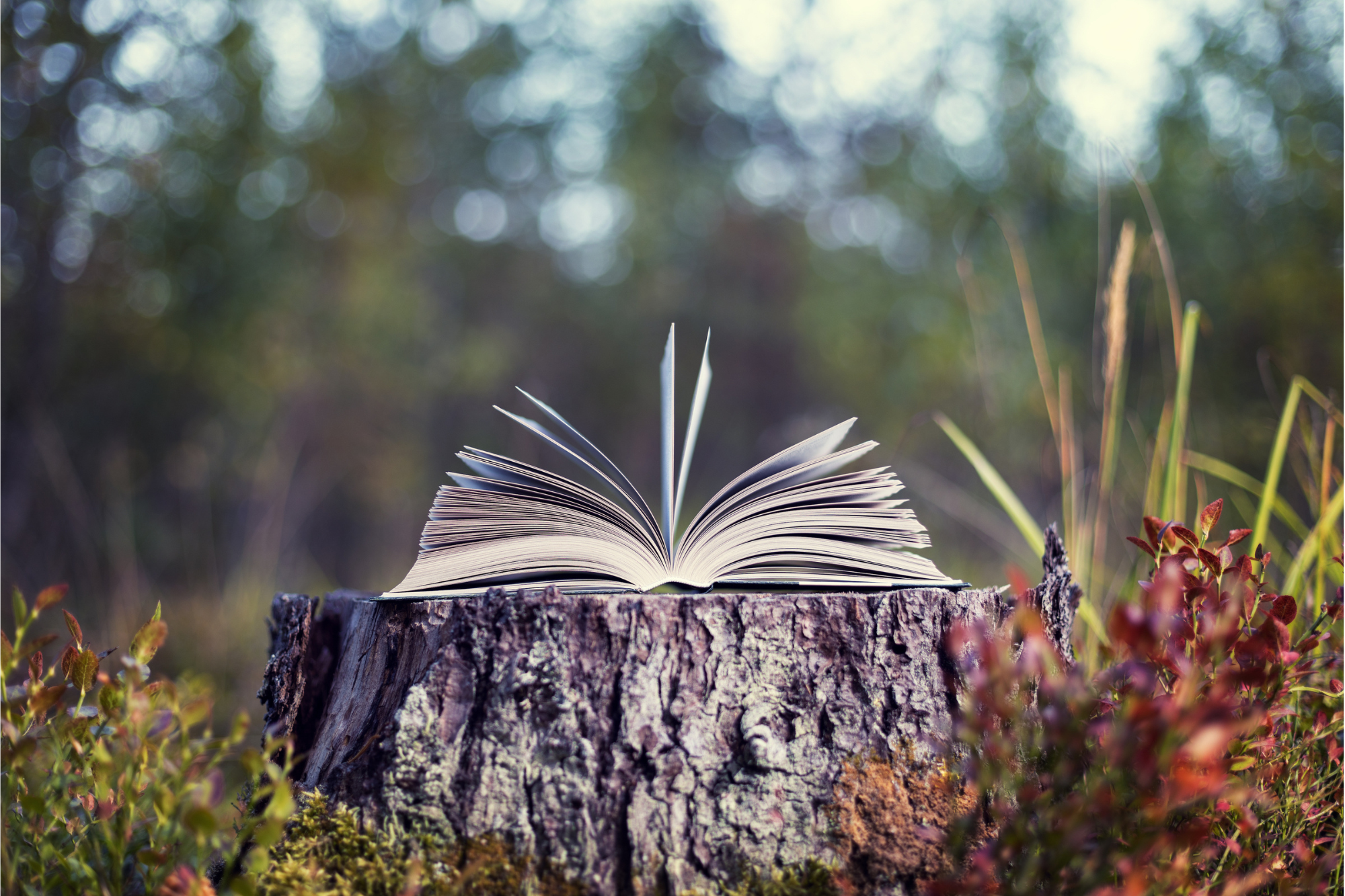 poetry month banner (2000 × 1333 px) Open book laying on tree stump outdoors