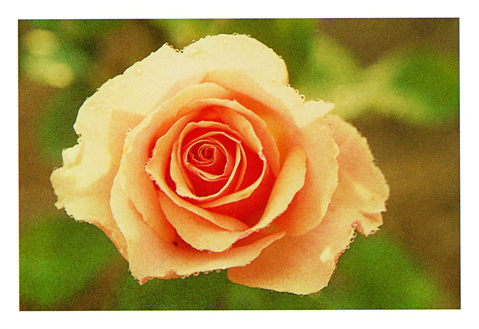 Plate_2 Photograph of a peach-colored rose.