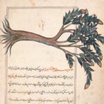 Remembering Earth: Embodying a Spiritual Ecology